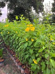 Tecoma donald smithii,Tecoma Dwarf - Kadiyam Nursery