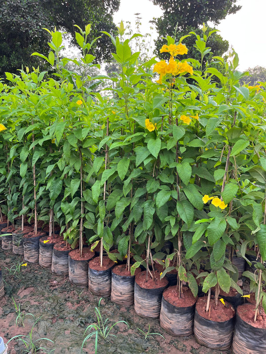 Tecoma gaudichaudi, Tecoma castanifolia,Gaudi Chaudi - Kadiyam Nursery