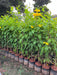 Tecoma gaudichaudi, Tecoma castanifolia,Gaudi Chaudi - Kadiyam Nursery