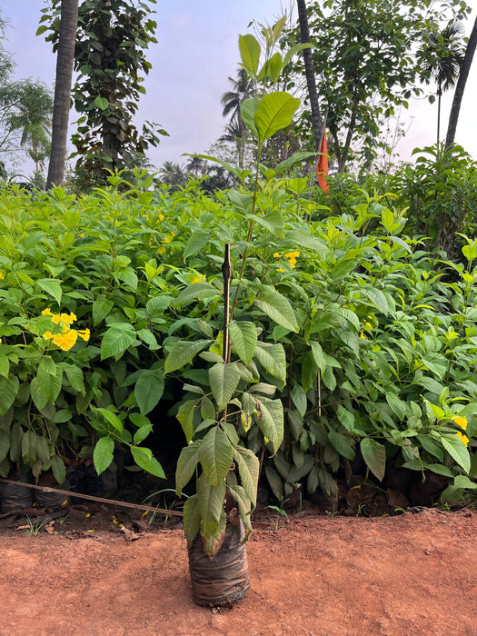 Tecoma gaudichaudi, Tecoma castanifolia,Gaudi Chaudi - Kadiyam Nursery