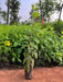 Tecoma gaudichaudi, Tecoma castanifolia,Gaudi Chaudi - Kadiyam Nursery