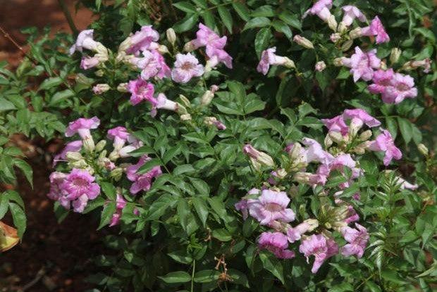 Tecoma rosea,Tecoma Climber Pink, Rosy Trumpet Tree - Kadiyam Nursery