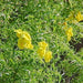 Tecoma stans, Stenolobium stans,Yellow Bells, Yellow Elder - Kadiyam Nursery