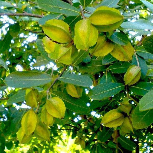 Terminalia Arjuna, Arjun - Plant - Kadiyam Nursery