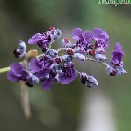 Thalia dealbata,Thalia - Kadiyam Nursery