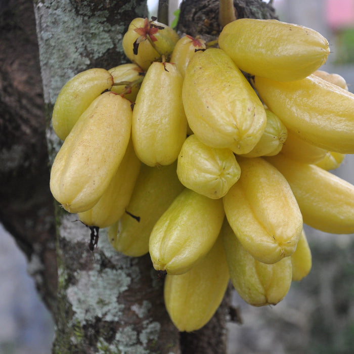 The Bilimbi Plant | A Delicious Fruit That's Good For You - Kadiyam Nursery