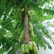 The Bilimbi Plant | A Delicious Fruit That's Good For You - Kadiyam Nursery