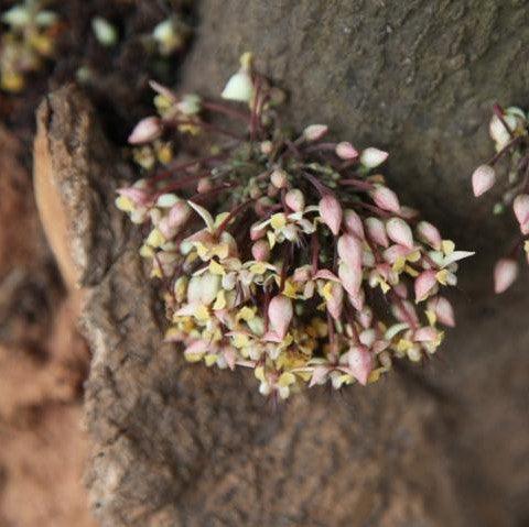 Theobroma cacao,Cocoa Tree, Choclate Plant - Kadiyam Nursery