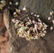 Theobroma cacao,Cocoa Tree, Choclate Plant - Kadiyam Nursery