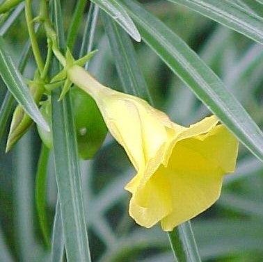 Thevetia nerifolia flava, Cascabela thevetia,Lucky Nut Yellow, Bitti Yellow, Yellow Oleander, Trumpet Flower, Be Still Tree - Kadiyam Nursery