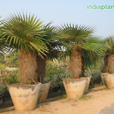 Thrinax excelsa,Cocotrinax - Kadiyam Nursery