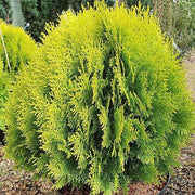 Thuja(green glant) CUPRESSACEAE - Kadiyam Nursery