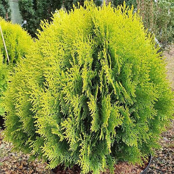 Thuja(green glant) CUPRESSACEAE - Kadiyam Nursery
