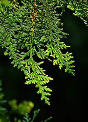 Thuja(green glant) CUPRESSACEAE - Kadiyam Nursery