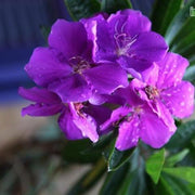 Tibouchina granulosa x grandilora,Melastoma Species - Kadiyam Nursery