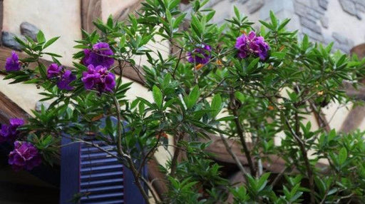 Tibouchina granulosa x grandilora,Melastoma Species - Kadiyam Nursery