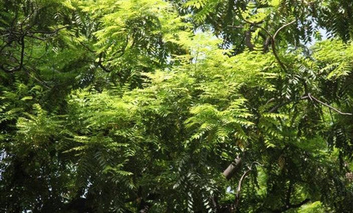 Toona ciliata,Indian Mahogany, Red Cedar, Surian - Kadiyam Nursery