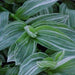 Tradescantia fluminensis quick silver,Tradescanthia Thin Striped - Kadiyam Nursery