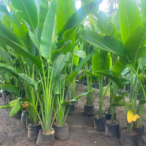 traveler palm for sale