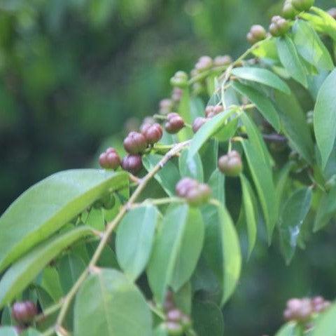 Tri Berry Tree - Kadiyam Nursery