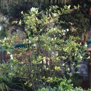 Triphasia trifolia,Mini Lemon - Kadiyam Nursery