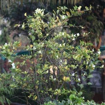 Triphasia trifolia,Mini Lemon - Kadiyam Nursery