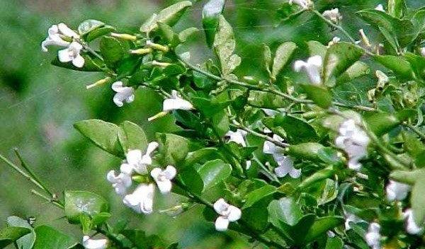 Triphasia trifolia,Mini Lemon - Kadiyam Nursery