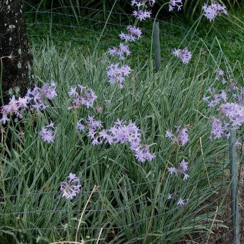 Tulbaghia fragrans variegata,Wild Garlic, Variegated Garlic - Kadiyam Nursery