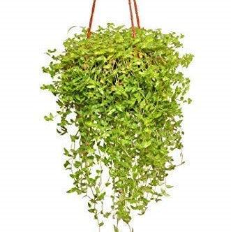 Turtle Vine Live Plant | Callisia Repens | Creeper Succulent Live Plant - Kadiyam Nursery