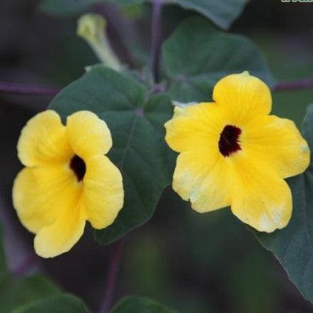 Uncarina grandidieri, Harpagophytum grandidieri,Black Eyed Susan Shrub - Kadiyam Nursery
