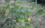Uncarina grandidieri, Harpagophytum grandidieri,Black Eyed Susan Shrub - Kadiyam Nursery