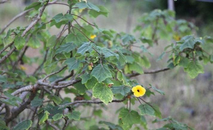 Uncarina grandidieri, Harpagophytum grandidieri,Black Eyed Susan Shrub - Kadiyam Nursery