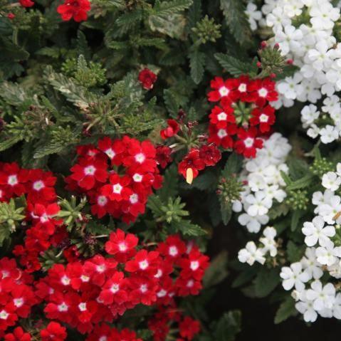Verbena x hortensis,Verbena Hybrid - Kadiyam Nursery