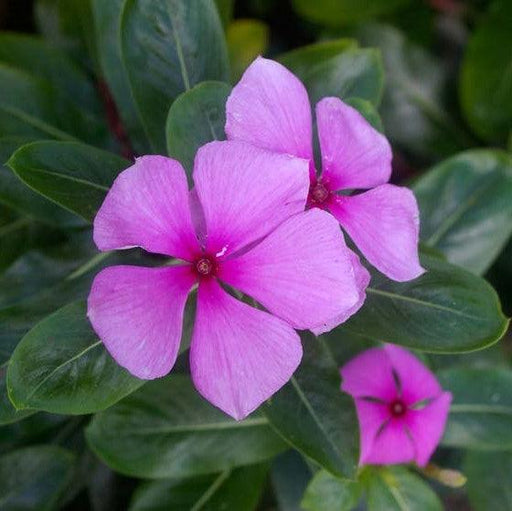 Vinca, Catharanthus roseus plant - Kadiyam Nursery