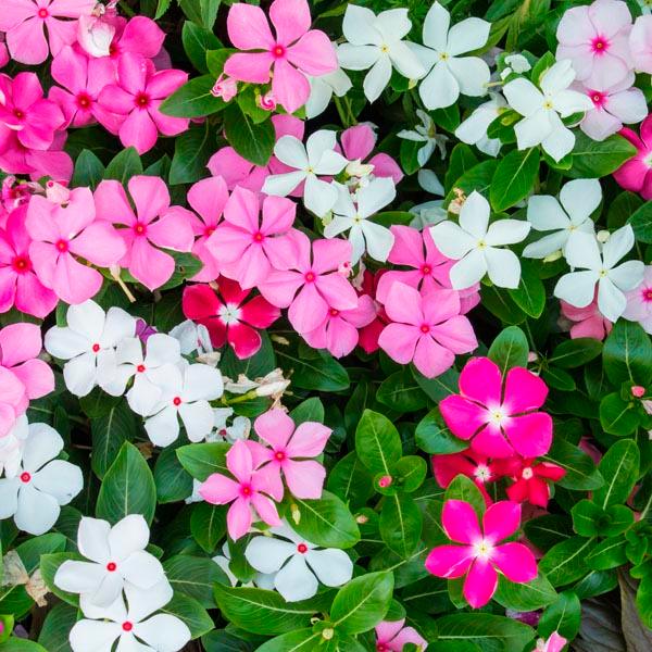 Vinca, Catharanthus roseus plant - Kadiyam Nursery