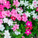 Vinca, Catharanthus roseus plant - Kadiyam Nursery