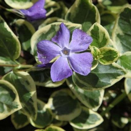 Vinca minor variegata,Periwinkle Variegated, Lesser Periwinkle Variegated - Kadiyam Nursery