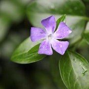 Vinca minor,Periwinkle, Lesser Periwinkle - Kadiyam Nursery