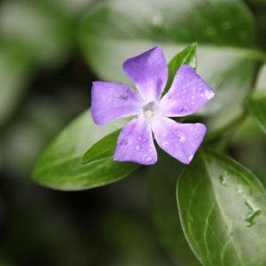 Vinca minor,Periwinkle, Lesser Periwinkle - Kadiyam Nursery