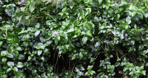 Vinca minor,Periwinkle, Lesser Periwinkle - Kadiyam Nursery