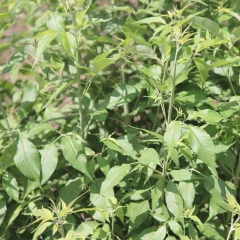 Vitex negundo,Horseshoe Vitex, Indian Privet - Kadiyam Nursery