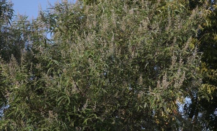 Vitex negundo,Horseshoe Vitex, Indian Privet - Kadiyam Nursery