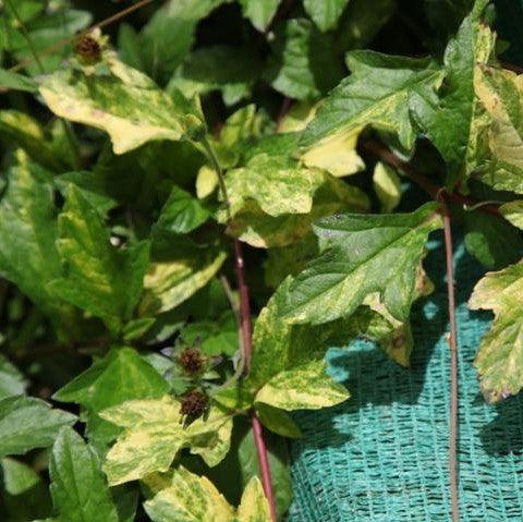 Waddleya trilobata variegata,Variegated Waddleya - Kadiyam Nursery