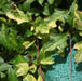 Waddleya trilobata variegata,Variegated Waddleya - Kadiyam Nursery