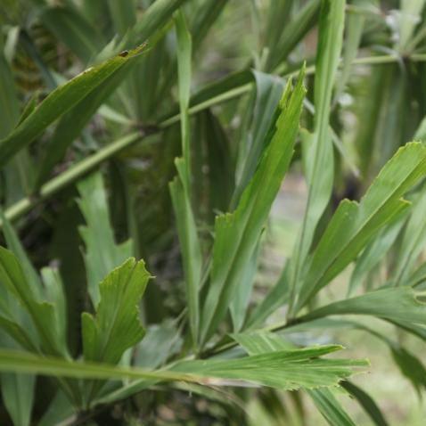 Wallichia disticha,Disticha Palm, Fan Fishtail Palm - Kadiyam Nursery