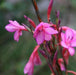 Watsonia meriana, W. meriana var. bulbillifera, W. bulbillifera, Antholyza meriana,Wild Bugle Lily, Wild Watsonia, Bulbil Watsonia - Kadiyam Nursery