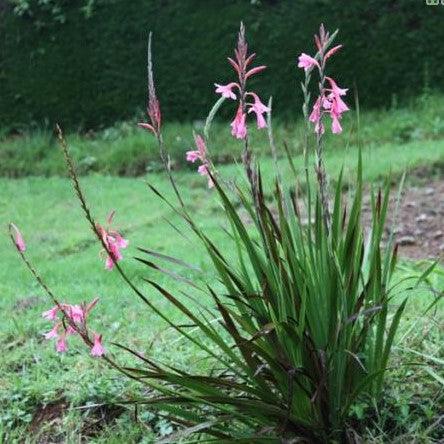 Watsonia meriana, W. meriana var. bulbillifera, W. bulbillifera, Antholyza meriana,Wild Bugle Lily, Wild Watsonia, Bulbil Watsonia - Kadiyam Nursery