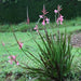 Watsonia meriana, W. meriana var. bulbillifera, W. bulbillifera, Antholyza meriana,Wild Bugle Lily, Wild Watsonia, Bulbil Watsonia - Kadiyam Nursery