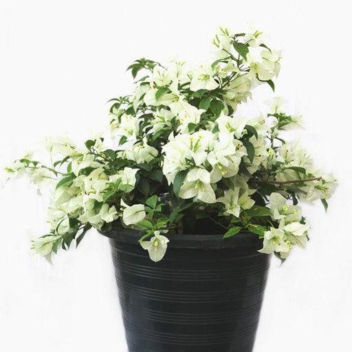 White Bougainvillea Spectabilis Live Plant,Bougainvillea White - Kadiyam Nursery