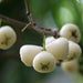 White Water Apple Java Apple/Jamun Bell-Shaped Edible Berry Hybrid Plant(1 Healthy Live Plant) - Kadiyam Nursery